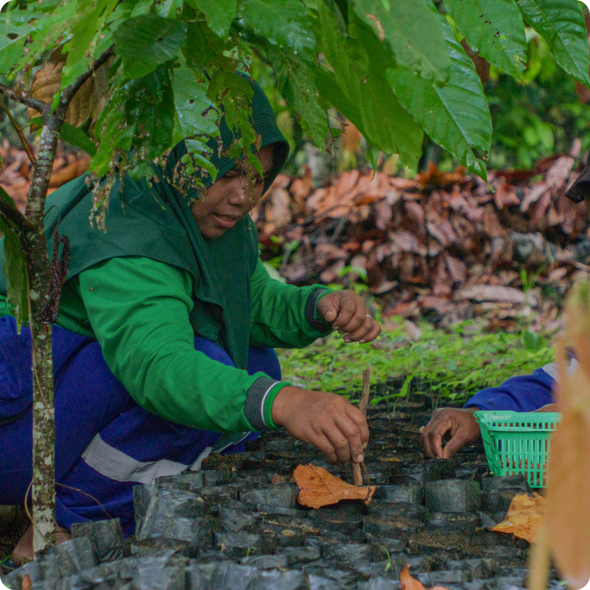 Menjadi Pelopor dalam Pertanian Regeneratif 
